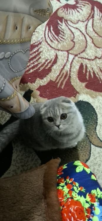 Scottish Fold mushugi sotiladi — 2