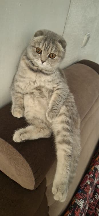 Scottish Fold mushugi sotiladi — 3