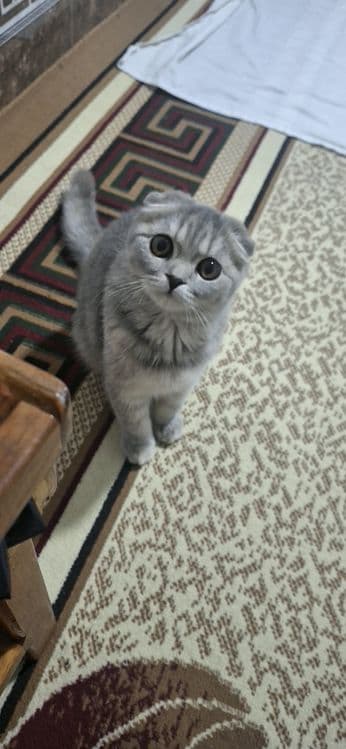 Scottish Fold mushugi sotiladi — 4