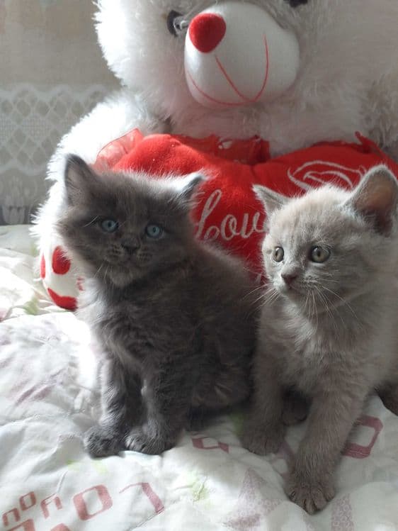 Продаются котята породы шатландские прямоухие — 1