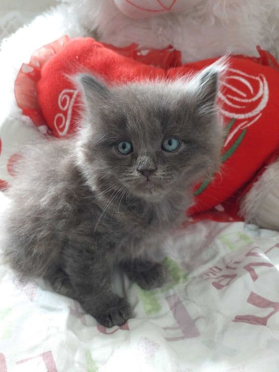 Продаются котята породы шатландские прямоухие — 2