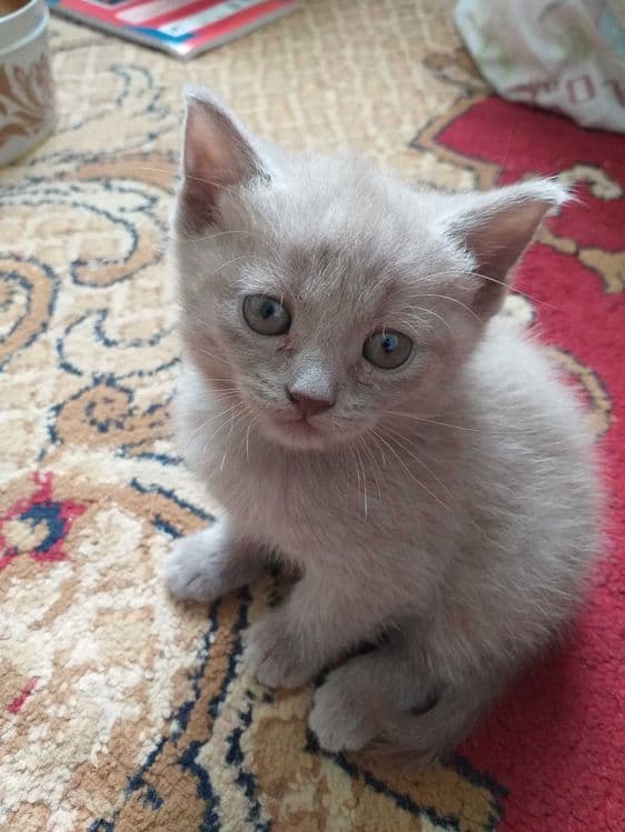 Продаются котята породы шатландские прямоухие — 4
