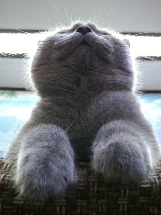 Кошка животные .. — 2