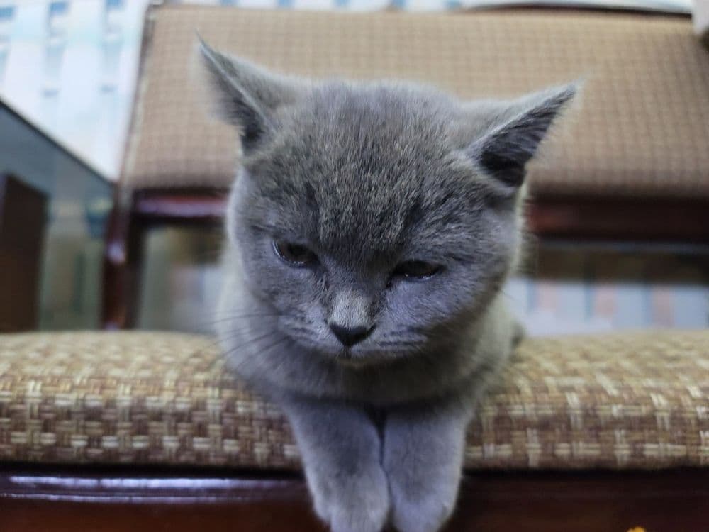 Кошка животные .. — 3