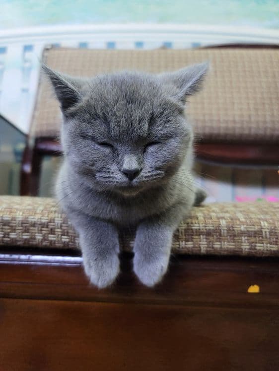 Кошка животные .. — 4