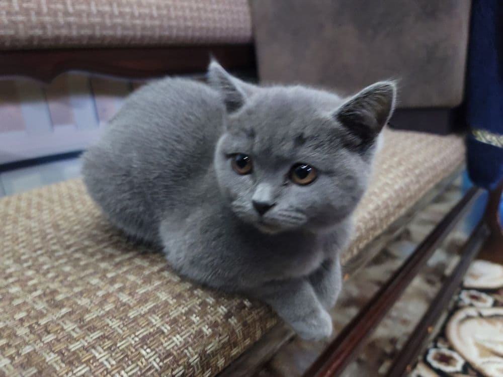 Кошка животные .. — 5
