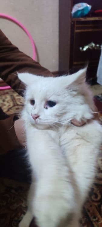 Turkish angora (odd eyes) ikki xil koʻzli
Ko‘zlari — 2