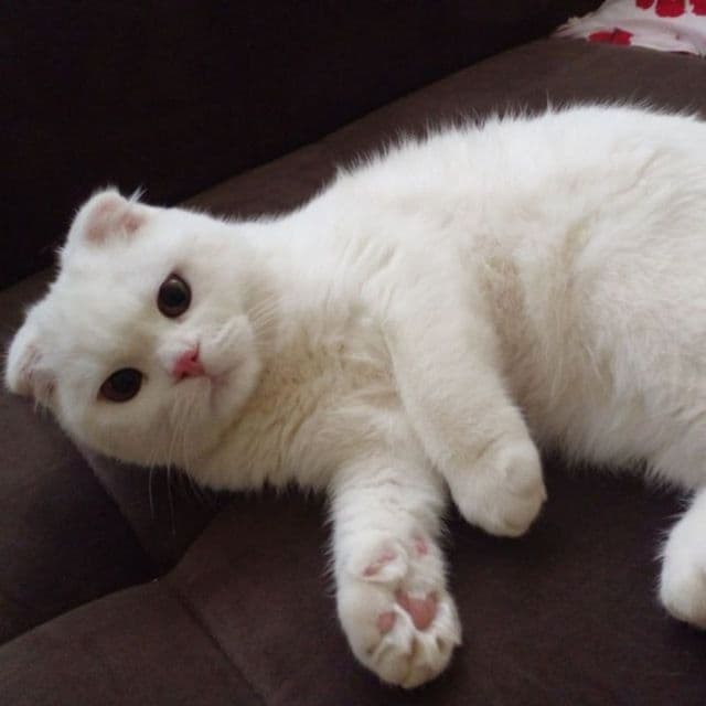 Продаётся кошка породистая — 1