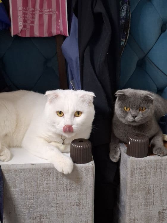 Кот мушук сотилади — 1