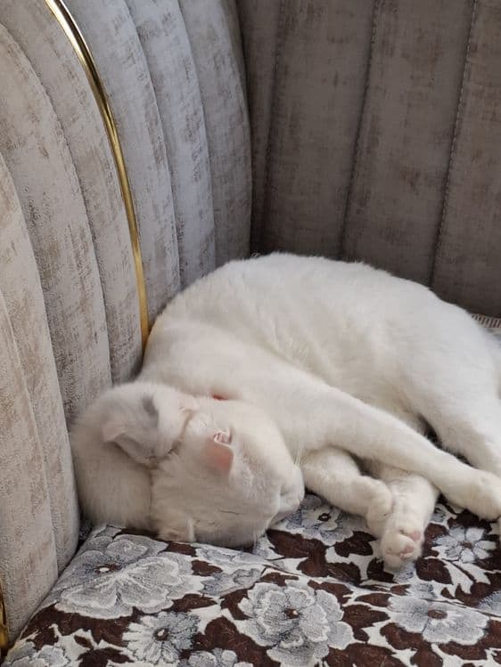 Кот мушук сотилади — 2