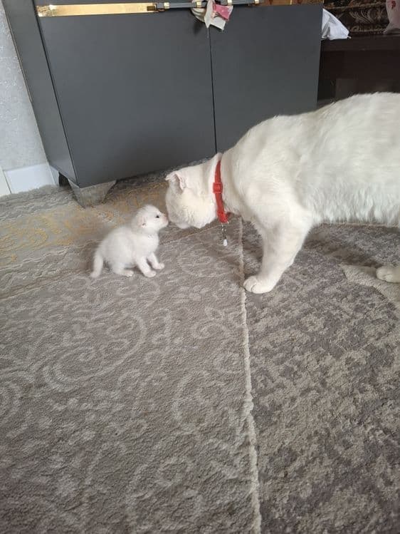 Кот мушук сотилади — 3