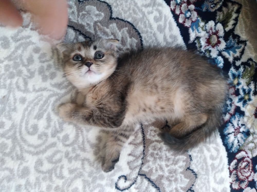 Juda aqilli mushuk — 3