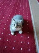 Mushuk Britaniyalik  zotli