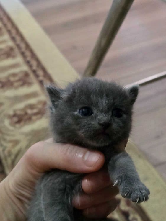 Продаётся породистые котята — 1