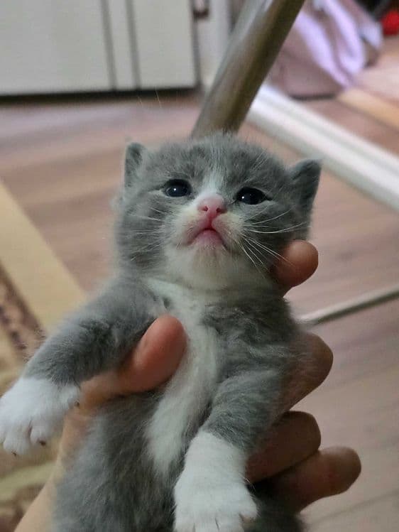 Продаётся породистые котята — 2
