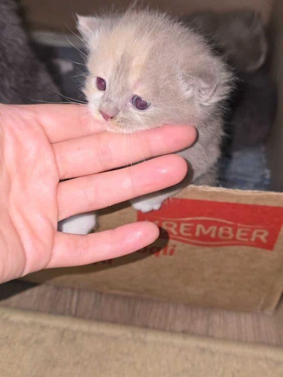Продаётся породистые котята — 3