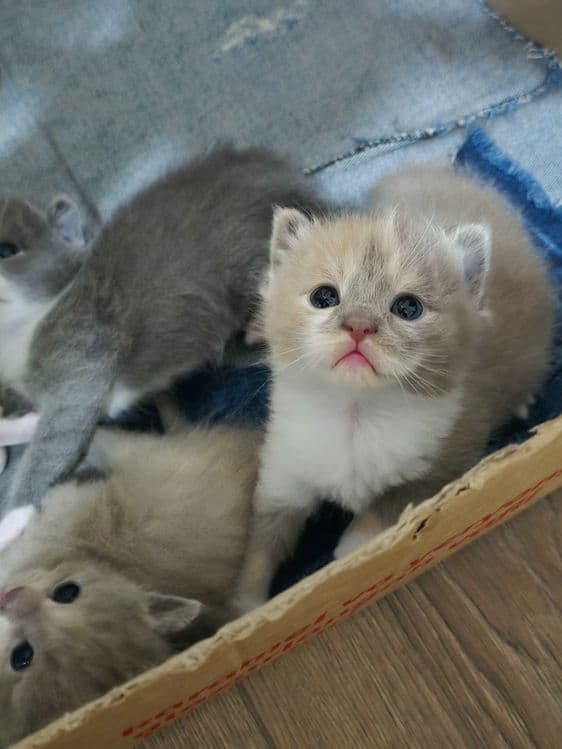 Продаётся породистые котята — 6