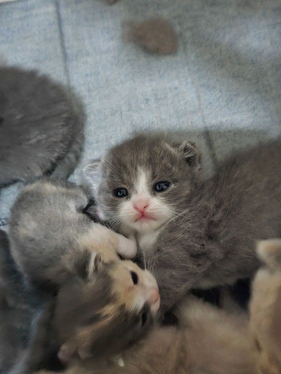 Продаётся породистые котята — 7