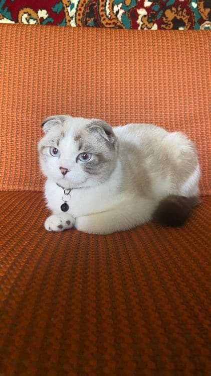 Scottish Fold (oq) — 1