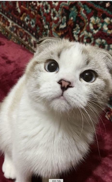 Scottish Fold (oq) — 2