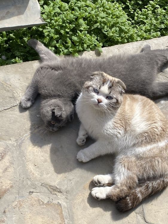 Scottish Fold (oq) — 3
