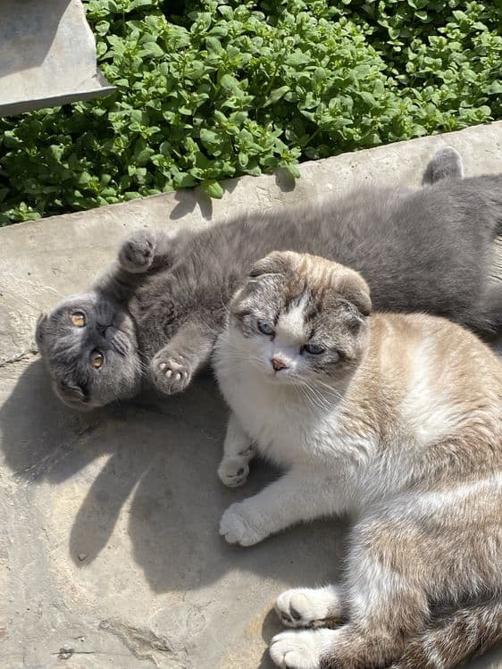 Scottish Fold (oq) — 4