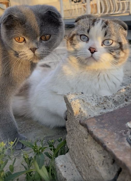 Scottish Fold (oq) — 5