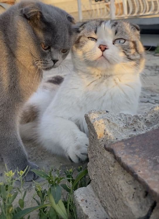 Scottish Fold (oq) — 6