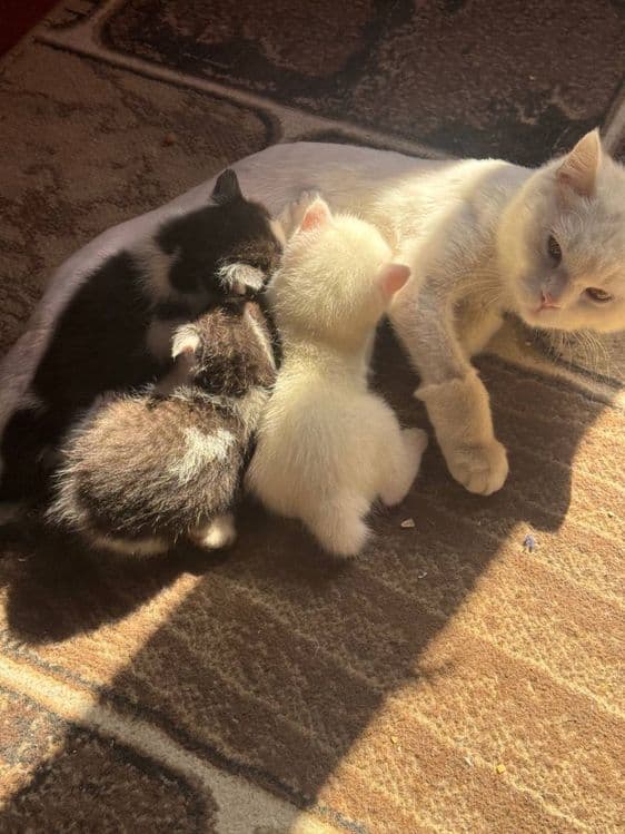 Продаются котята — 2