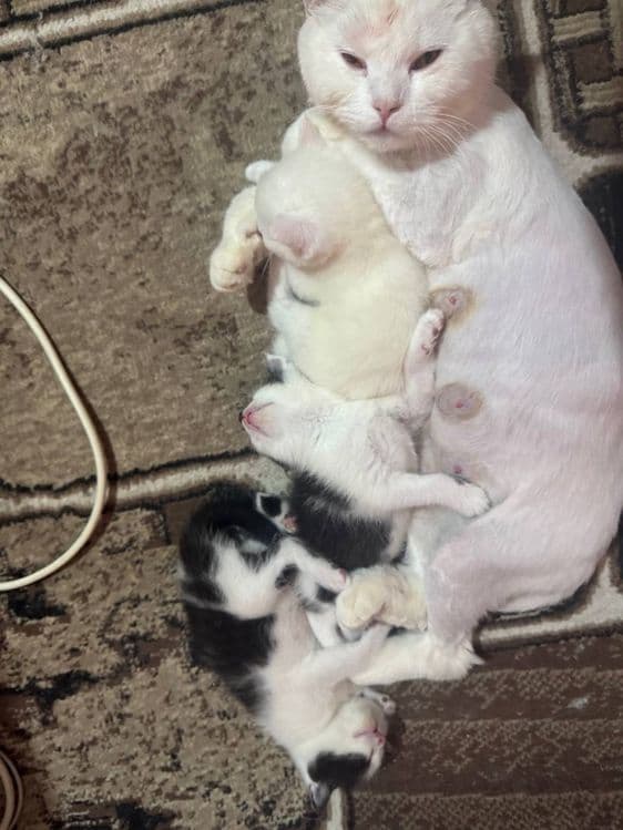 Продаются котята — 3