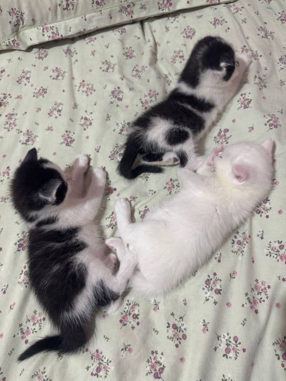 Продаются котята — 4