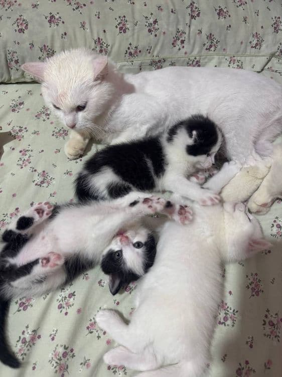 Продаются котята — 5