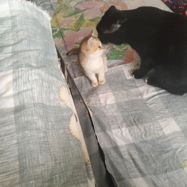 Арабский мушук сотилади — 3