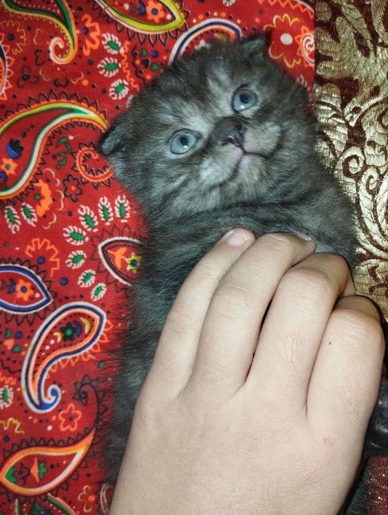 Вислоухие кошки продаются — 3