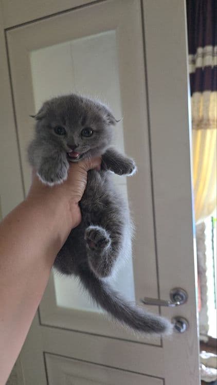 Породистые котята 5шт — 2