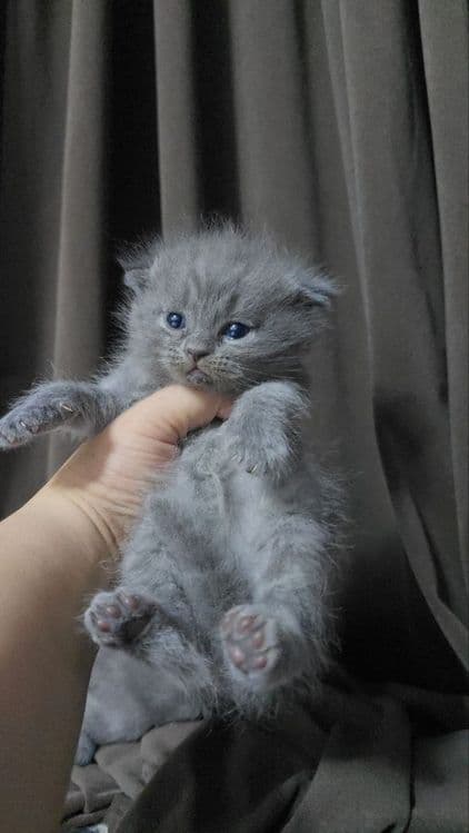 Породистые котята 5шт — 3
