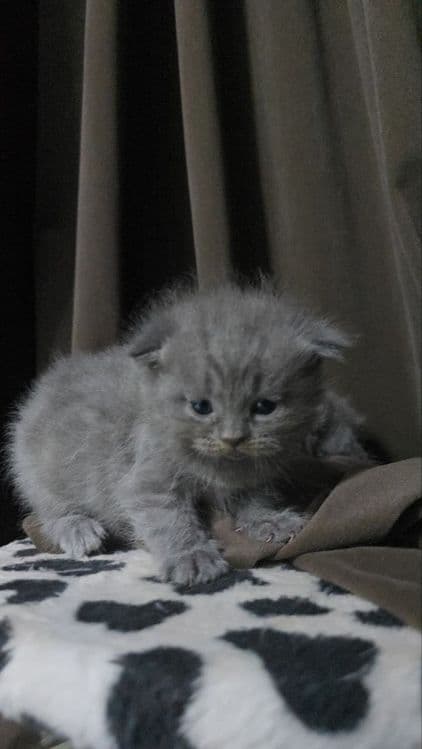 Породистые котята 5шт — 4
