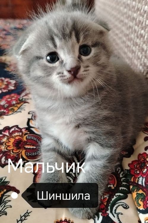 Мушук сотилади пародалик — 1