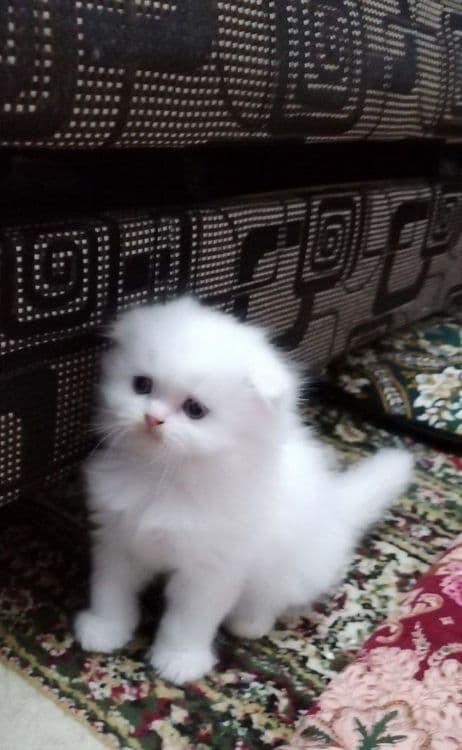 Продается Шотландские котята — 1