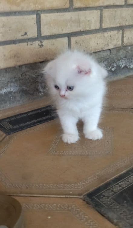 Продается Шотландские котята — 2