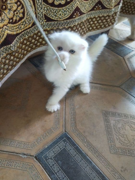 Продается Шотландские котята — 3