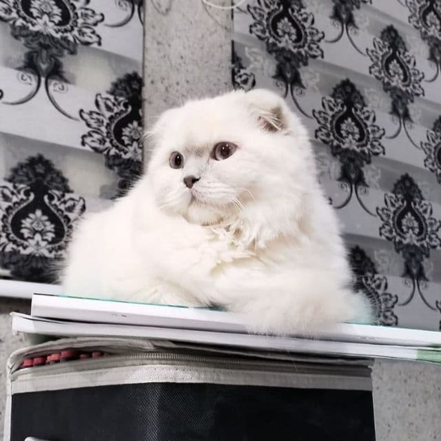 Продается Шотландские котята — 4