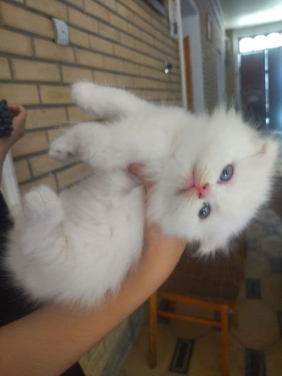 Продается Шотландские котята — 5
