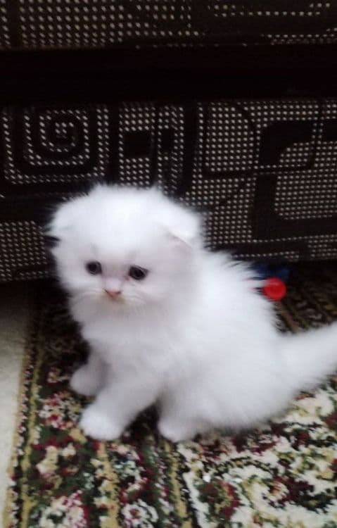 Продается Шотландские котята — 6