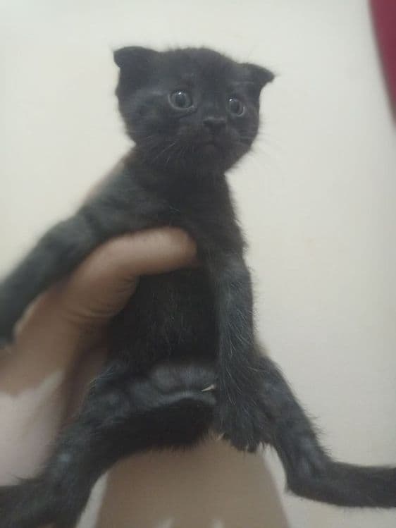 продается веслоухий котёнки — 2
