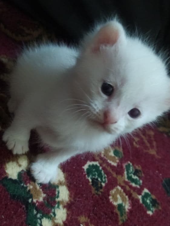 продается веслоухий котёнки — 6