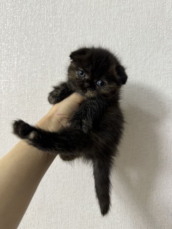 Продаётся вислоухие котятя — 1