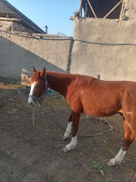 5 qashqa zotdor soglom  ot   garantiya beriladi erkak 1 yoshar 3 oylik — 2
