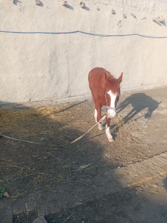 5 qashqa zotdor soglom  ot   garantiya beriladi erkak 1 yoshar 3 oylik — 3