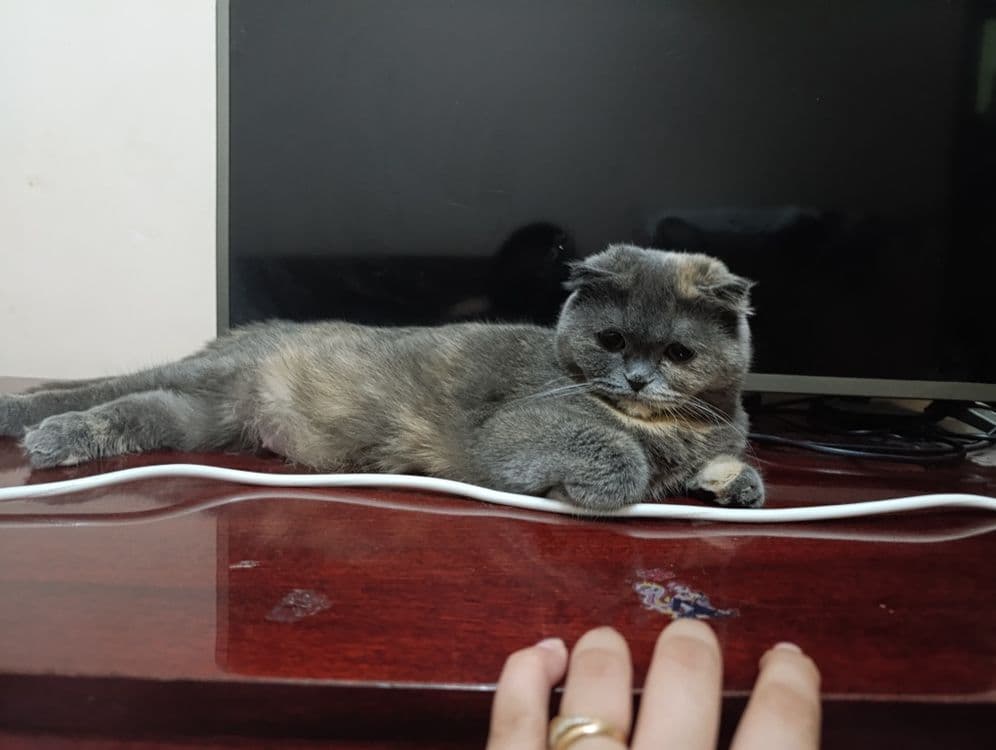 Продается Шотландская вислоухая кошка — 2
